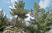 Pirin mountains - at the slopes of Vihren 